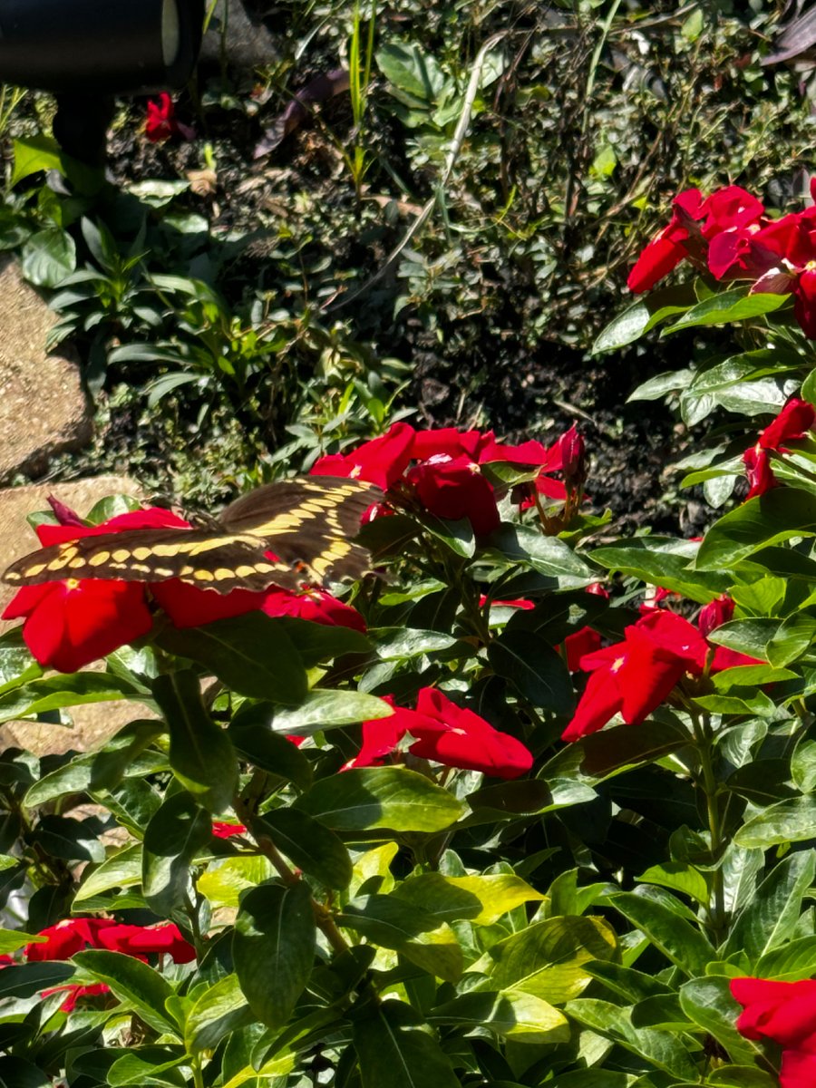 Enjoy an occasional butterfly!
