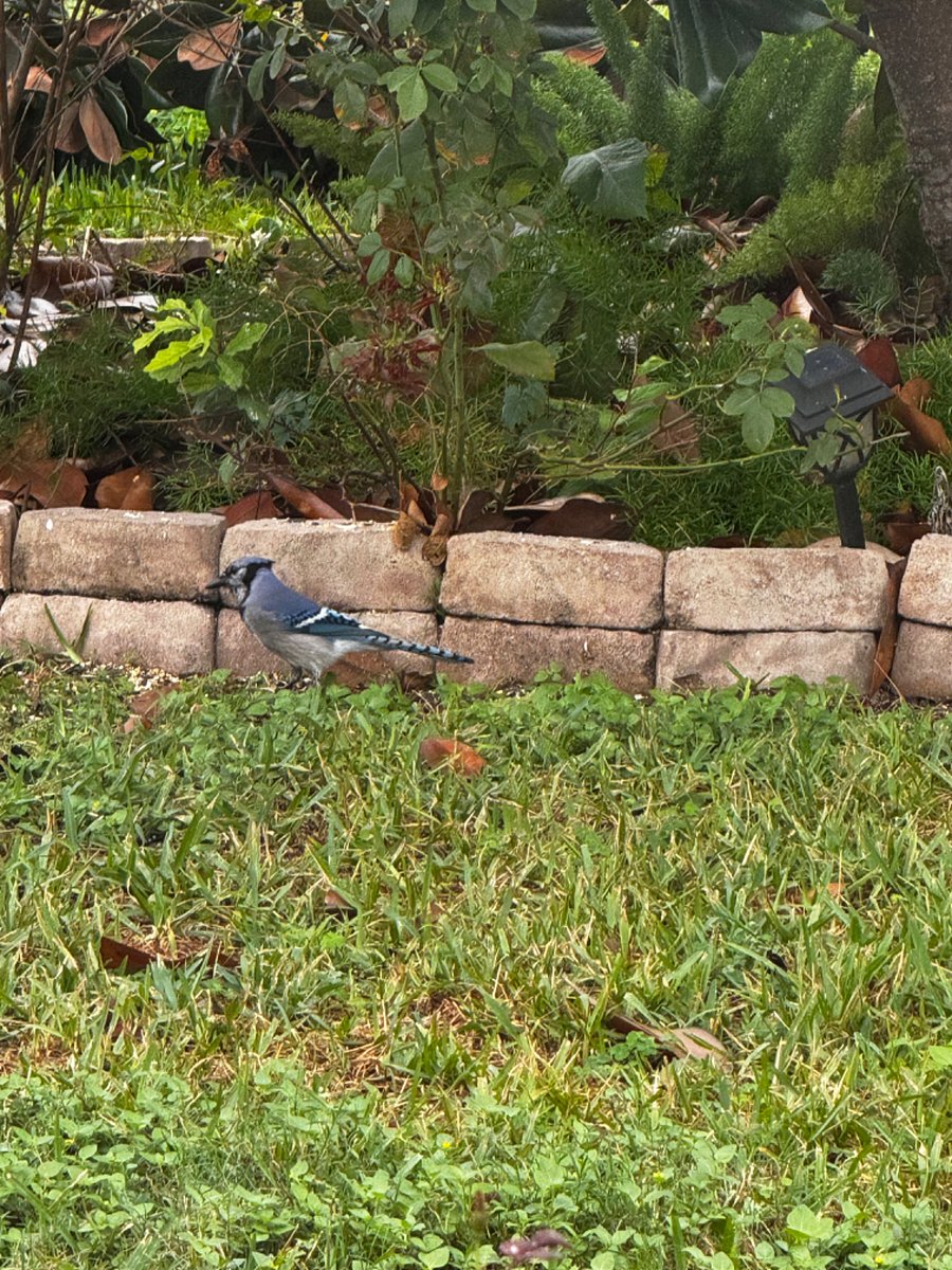 Blue jay