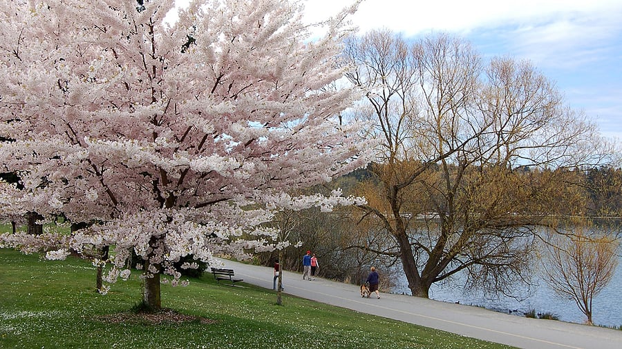 Awesome walking trail around Green Lake is just a 10 minute walk away. It's 2.8 miles around the whole lake if you're feeling up for it!
