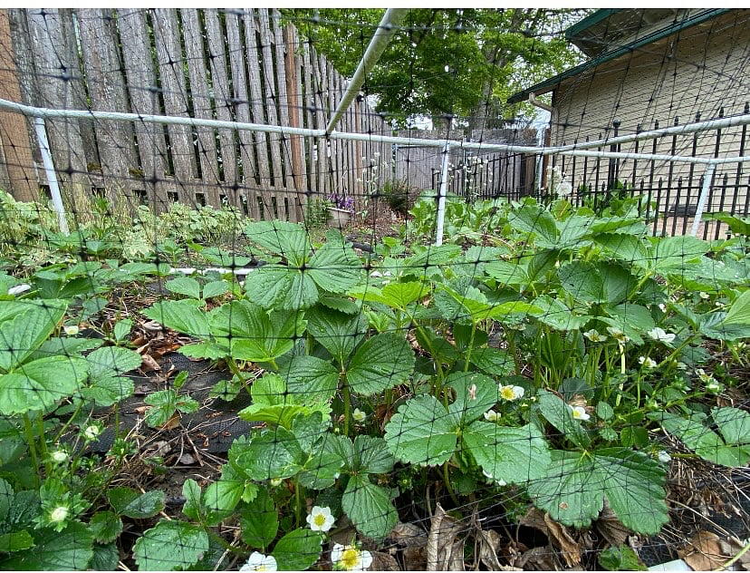 Strawberries coming this summer!