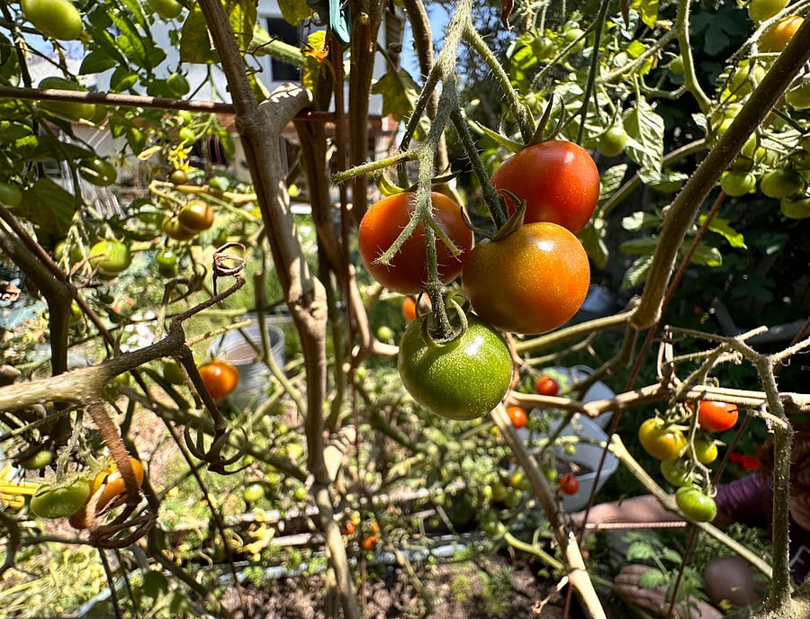 These are some of the tomatoes available in our edible garden. We have tomatoes year round!
