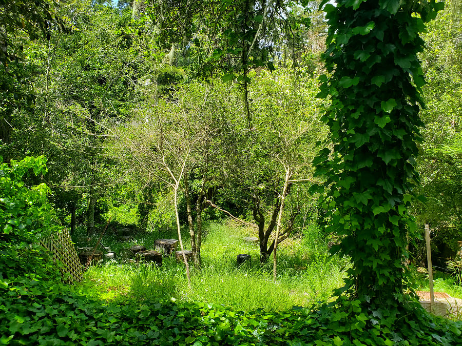 Forest - Can see this view from your window :)