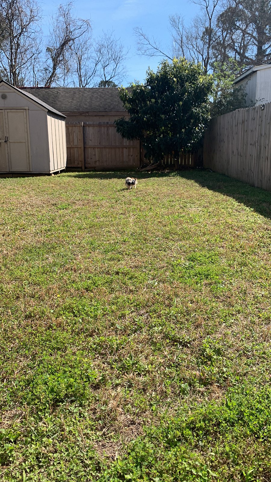 backyard and shed