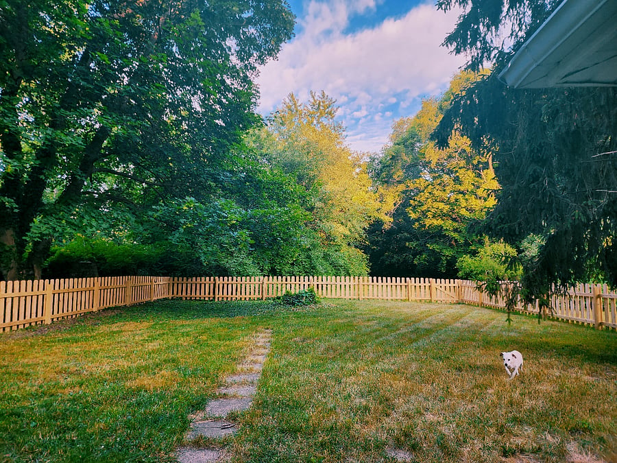 Fenced Backyard for Dogs .Note: the yard however goes way back past the fence for about 1 and half acres.