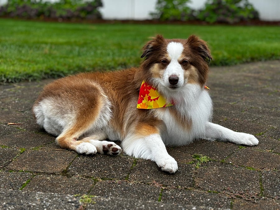 This is our dog Milo