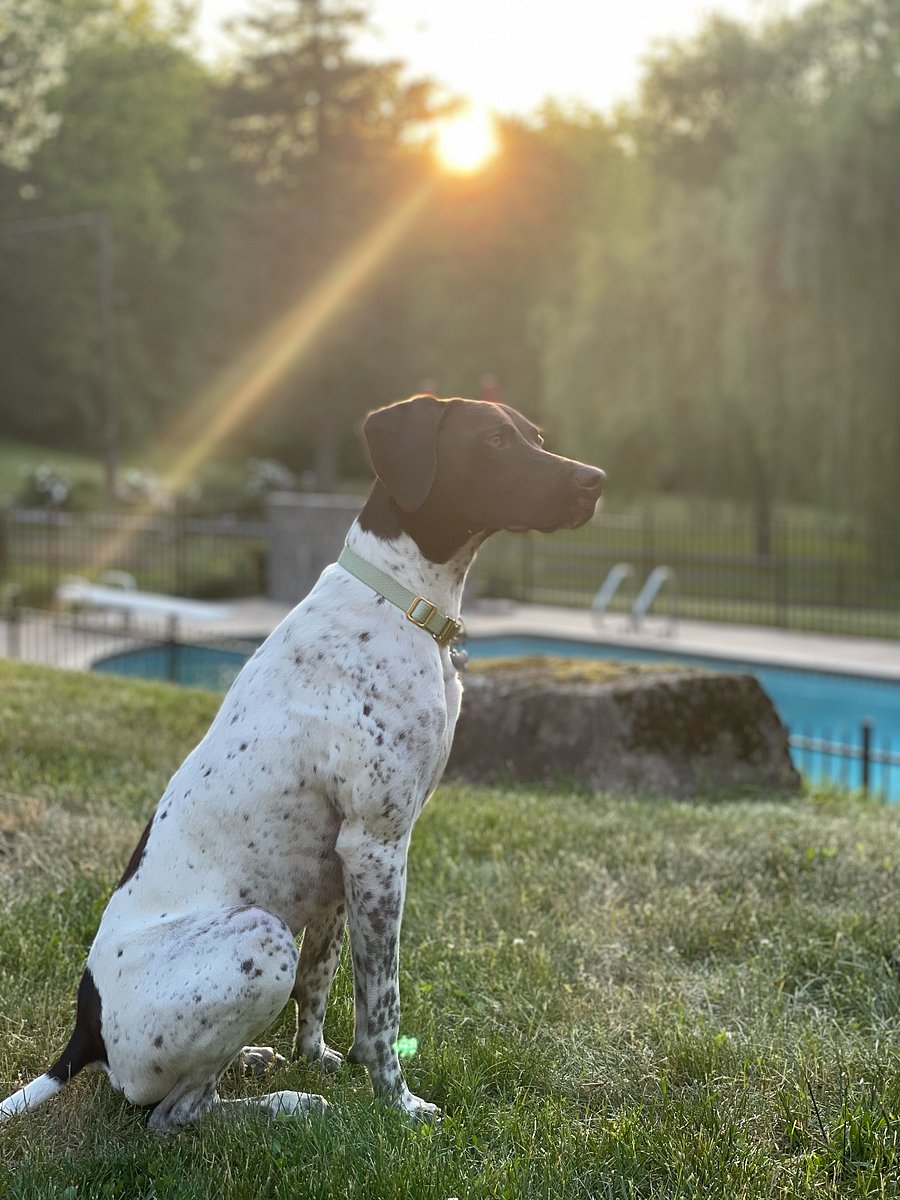 Tilly. One of our two GSPs.