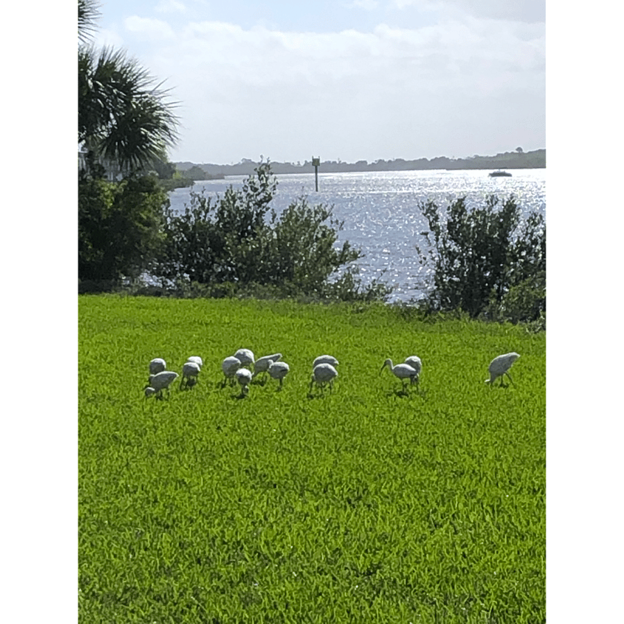 Birds in backyard