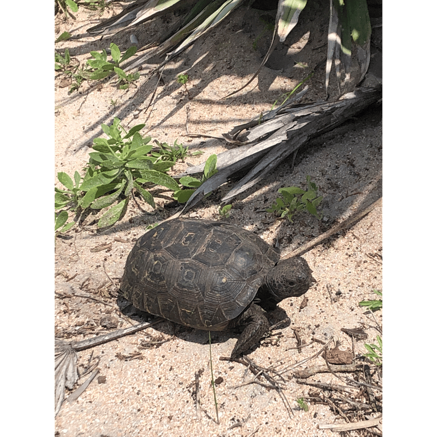Tortoise
