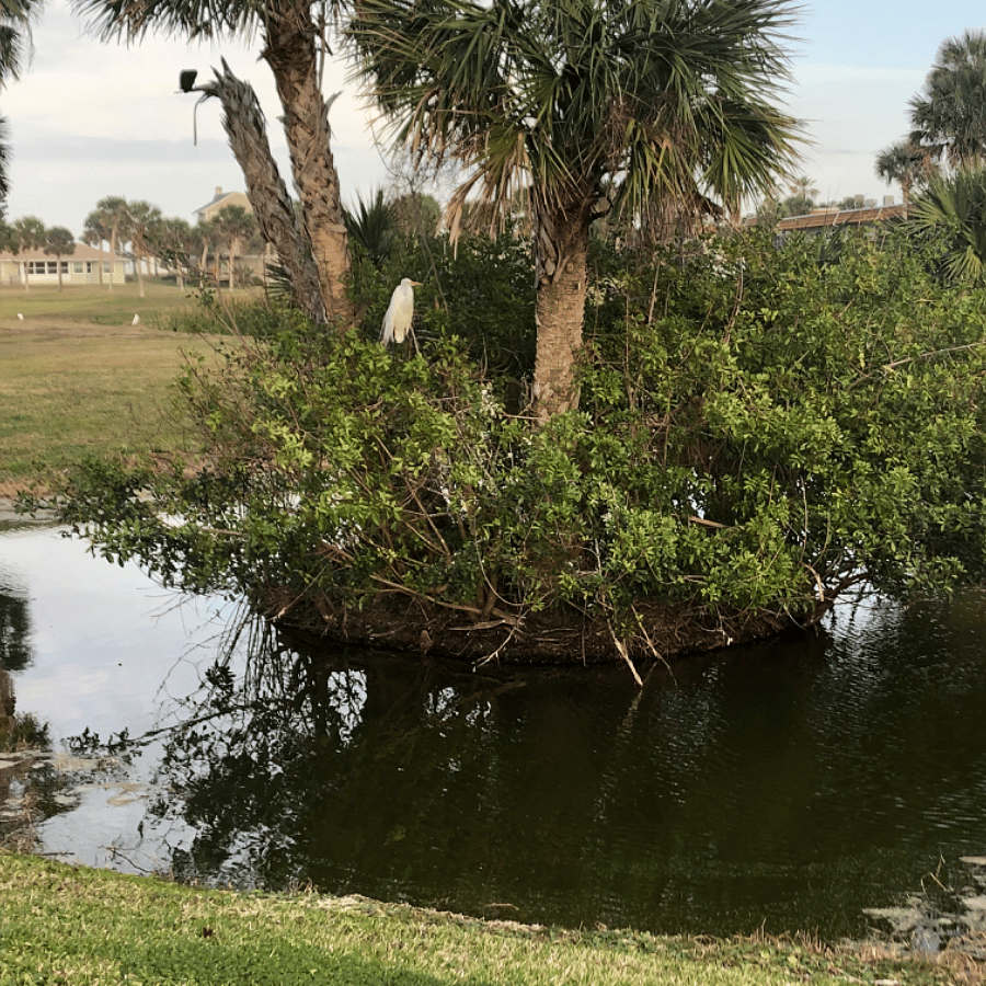 Front golf course pond