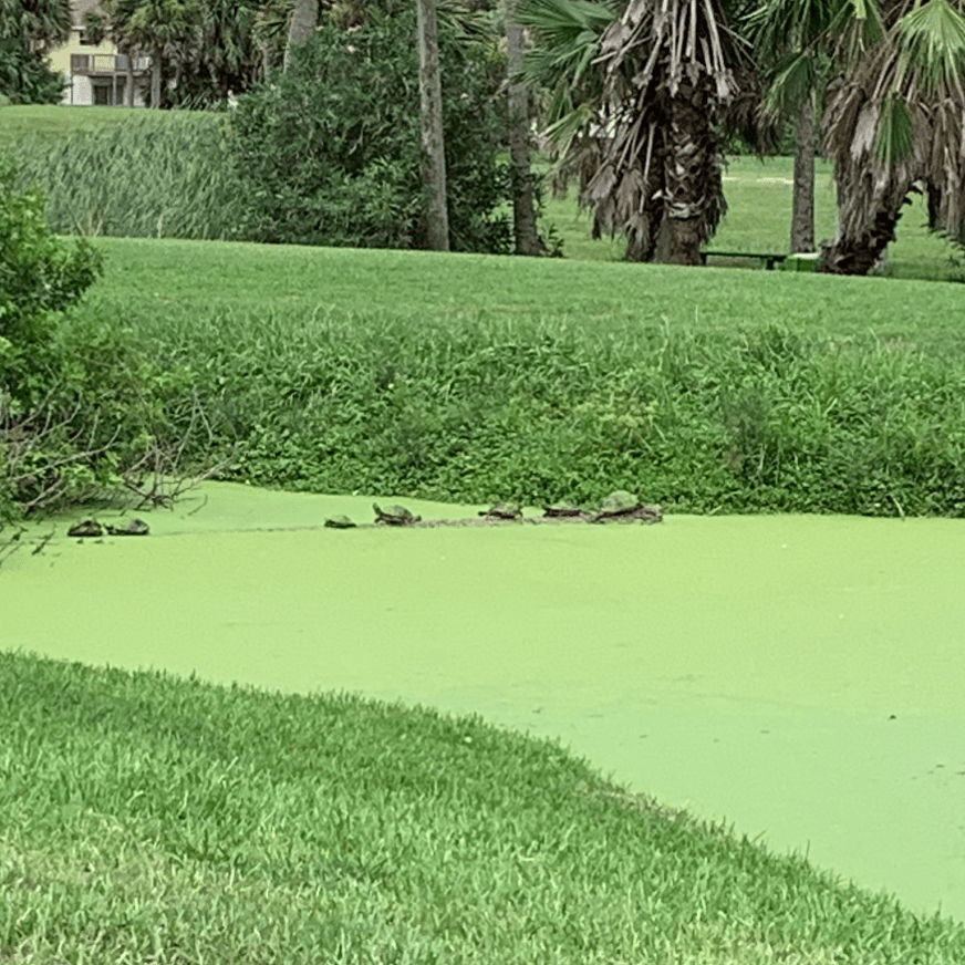 Turtles resting on log in front golf course pond