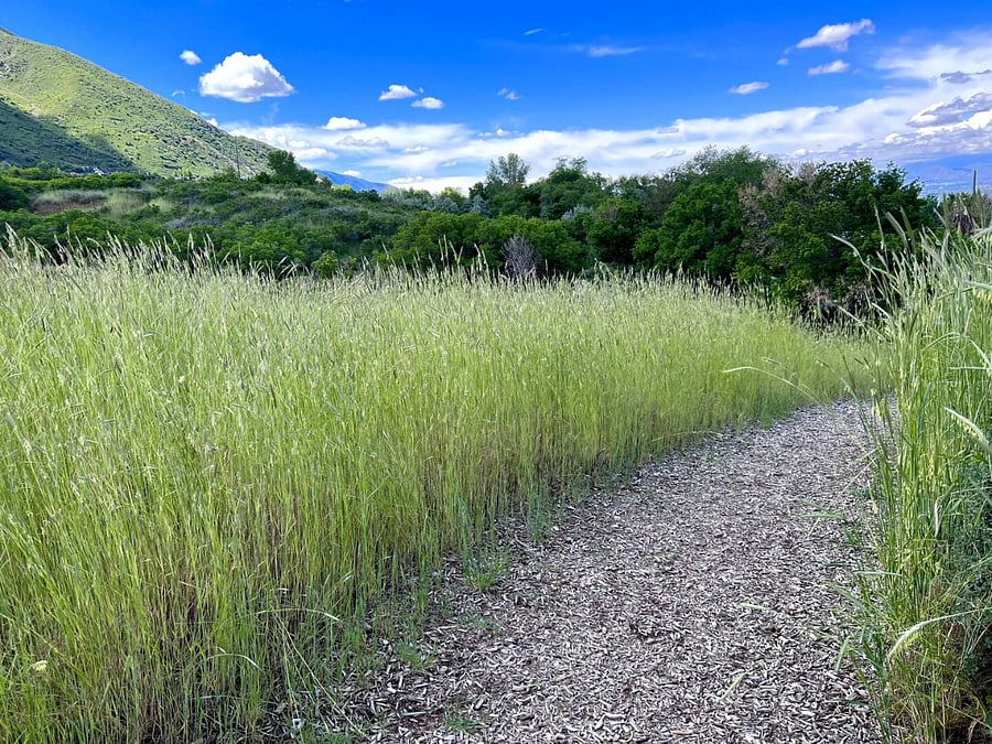 Trail in Olympus Hills Park