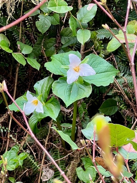 Very special native Trillium.