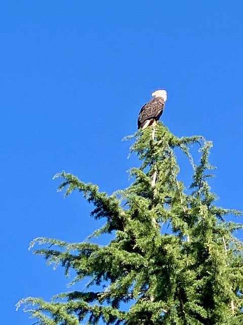 Big Bald Eagle keeping a lookout from up top.