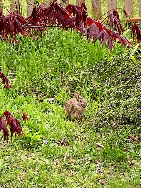 Wild bunnies share our sanctuary.