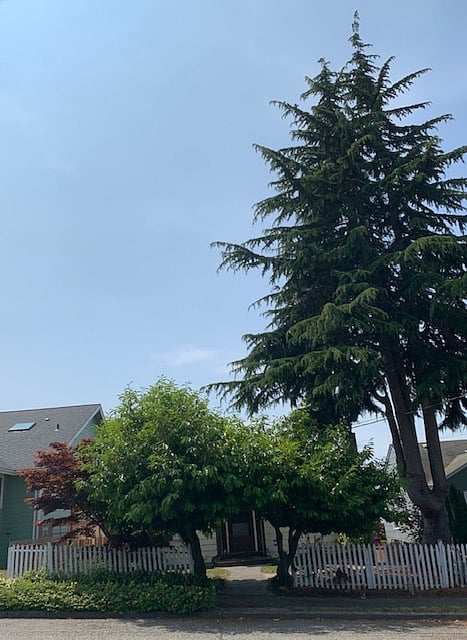 Front yard with huge evergreen tree. A favorite spot for squirrels, eagles, hawks and Peregrin Falcons.