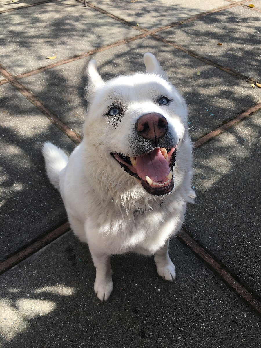 This is Chinook. He is a 9 year old husky mix, was a rescue so have no idea what he really is.  General a very polite dog and over friendly. He does not go in bedrooms, rarely goes on furniture, he does not jump up on anyone (due to his hind legs /arthritis).  You might have to let him in/out of the house when I'm not here, but usually I take him with me when I leave.