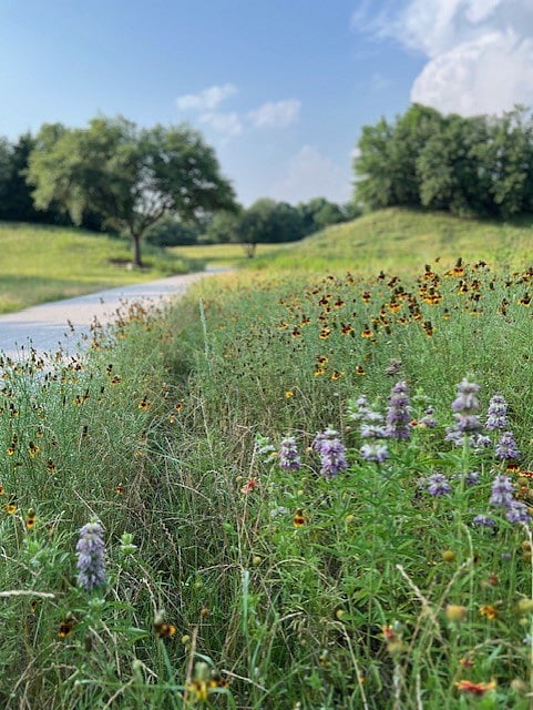 Natural wildflowers along the trail. During season, several patches of bluebonnets can be found along the trail - no need to stop along the highway for photos. 