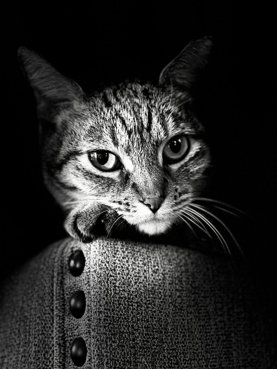 Kitty