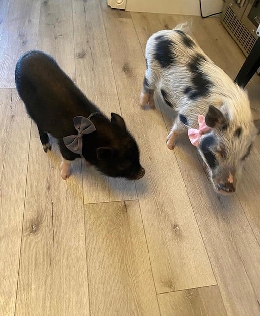 We have 2 mini-pigs that have their own room downstairs and spend most of the day outside. They are very friendly!