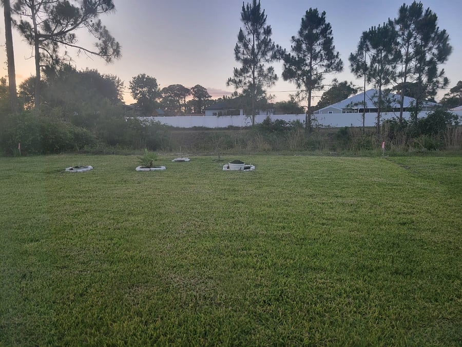 The Back yard