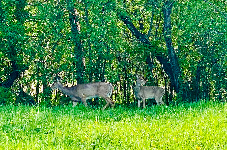 Wild life galore! Watch deer, turkeys, bunnies, etc. out of your window every season.