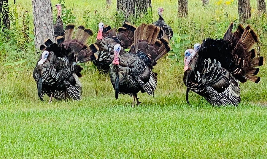 Wild life galore! Watch deer, turkeys, bunnies, etc. out of your window every season.