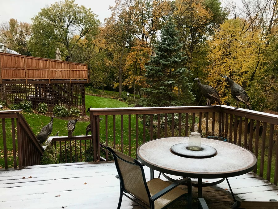 Wild life galore! Watch deer, turkeys, bunnies, etc. out of your window every season.