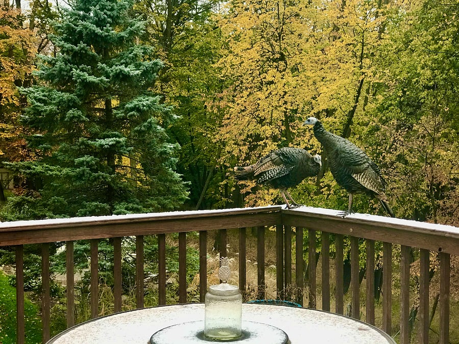 Wild life galore! Watch deer, turkeys, bunnies, etc. out of your window every season.
