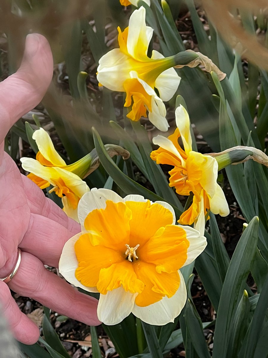 Flower  season in March-April