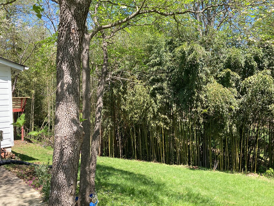 if you love a good nature view instead of staring at neighbors homes, cars on busy street, Treetop may be where you should book your next stay!