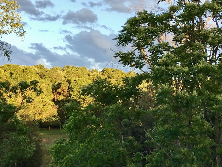 Back view from the house of the green space behind us.