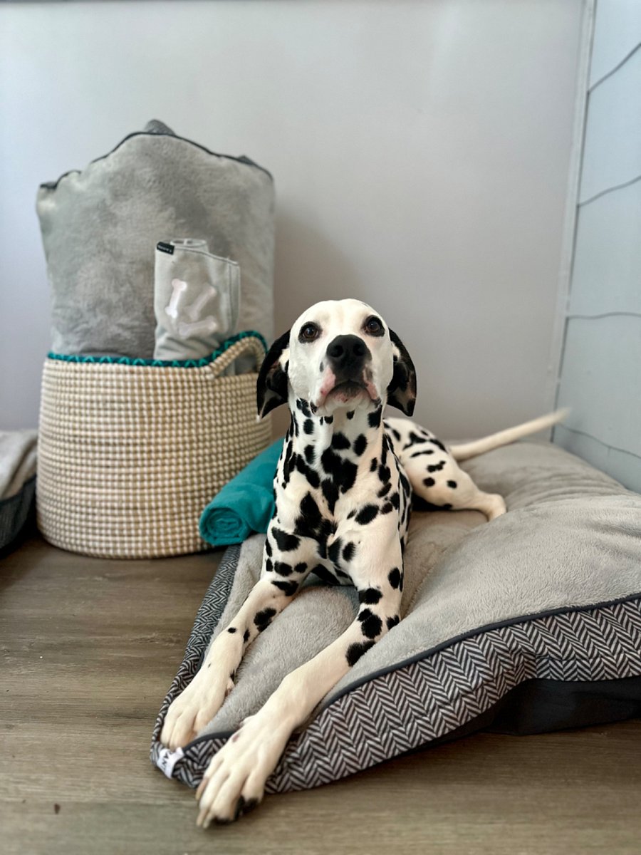 Pet Friendly laundry area with smaller fenced in area outside!
