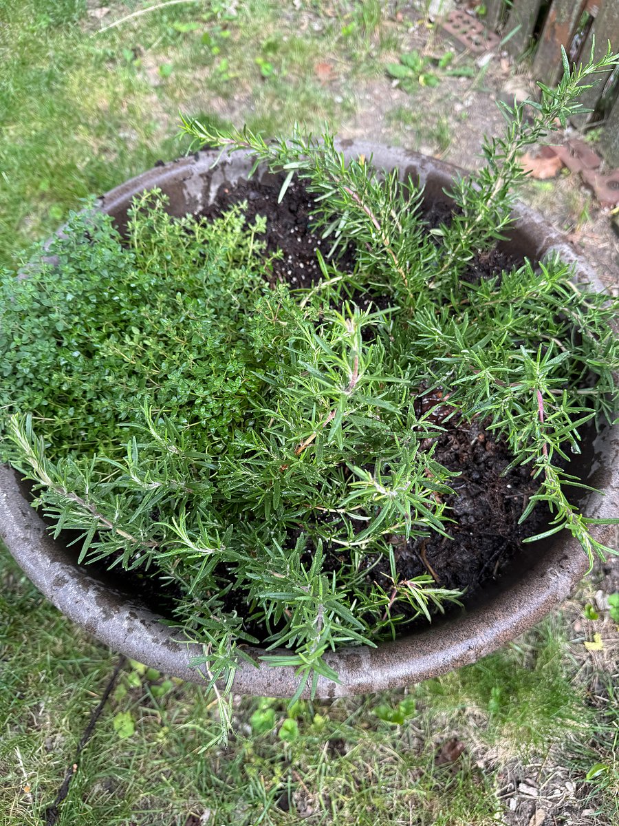 Rosemary, thyme in pot in the backyard. Feel free to use if still available during summer.