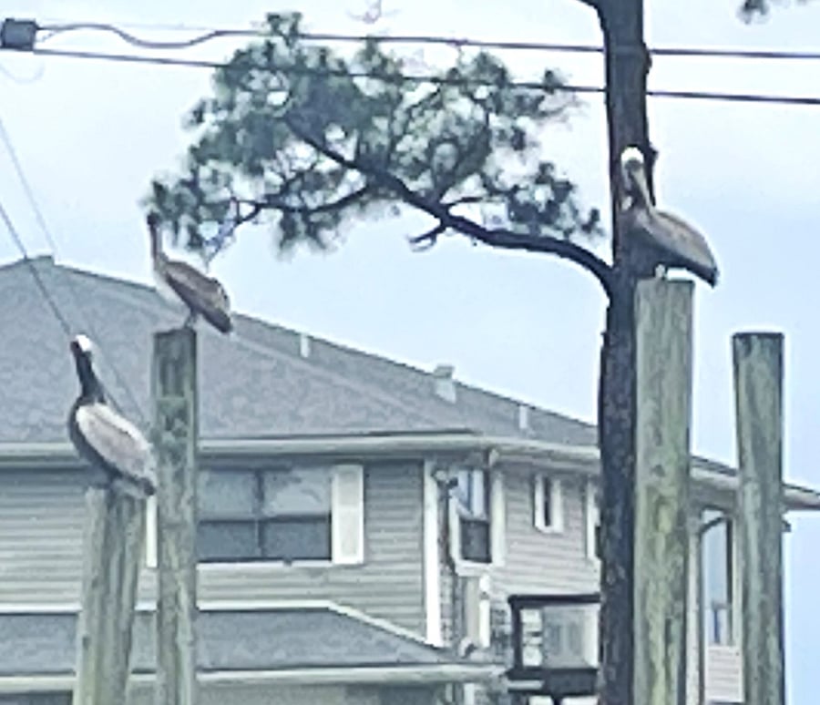 Pelicans taking a rest on pilings across the canal.