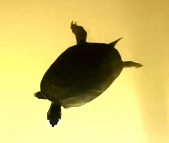 Turtle under boat in boat house