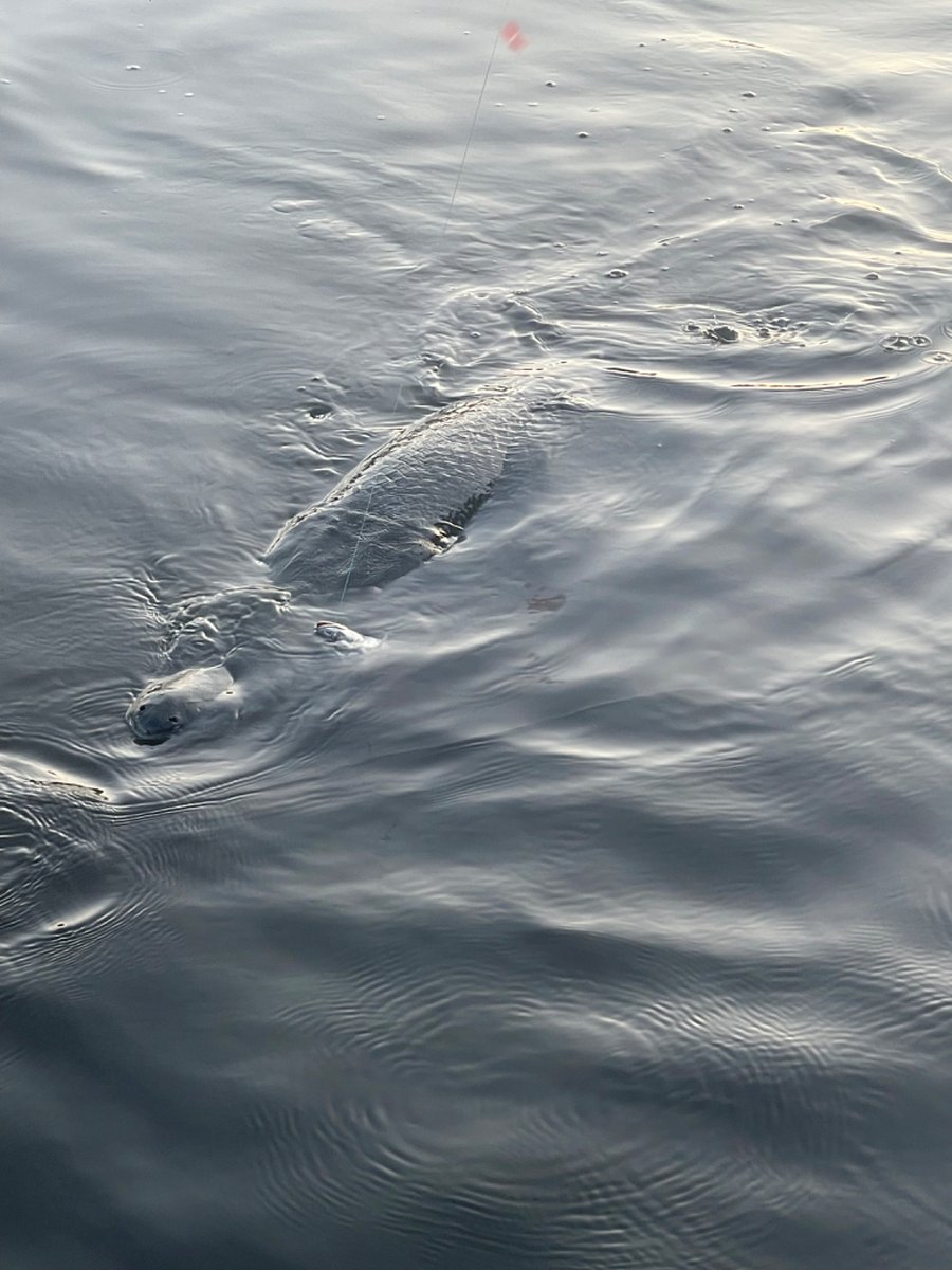 Alligator gar
