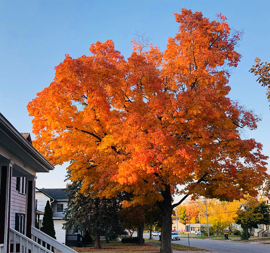 Giant Sugar Maple out front is spectacular in the fall.