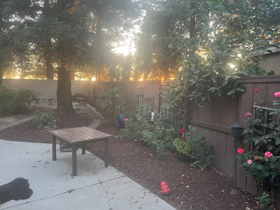 Next to patio, roses with pathway to another seating area