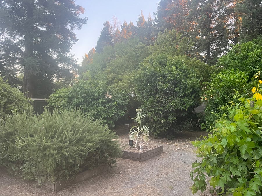 Entrance to garden, grapes, orange tree, lemon tree, grapefruit tree, apple tree, nectarine tree, tool shed