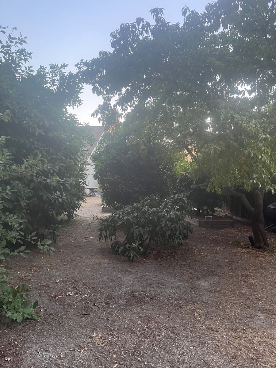 Back of garden