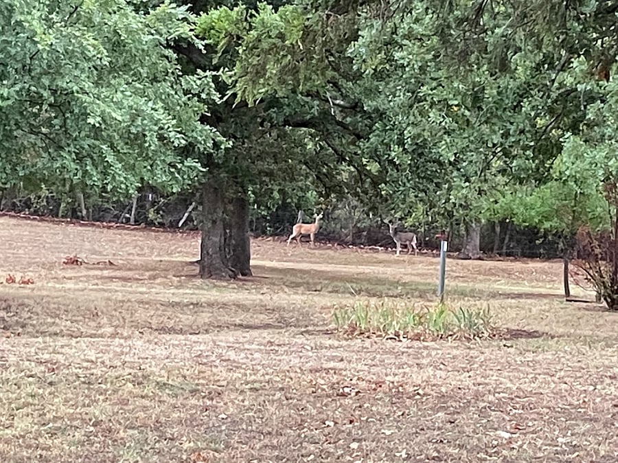 Deer and other wildlife often visit the property.