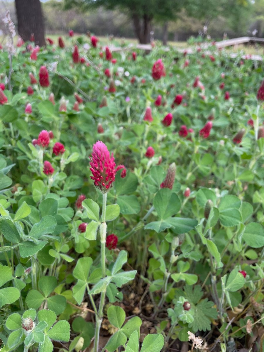 Vibrant red clover in full bloom. Experience the changing seasons at the farm, where over 4 acres of shared spaces await your exploration. Stroll through lush fields, enjoy the natural beauty, and immerse yourself in the tranquility of our scenic landscapes.