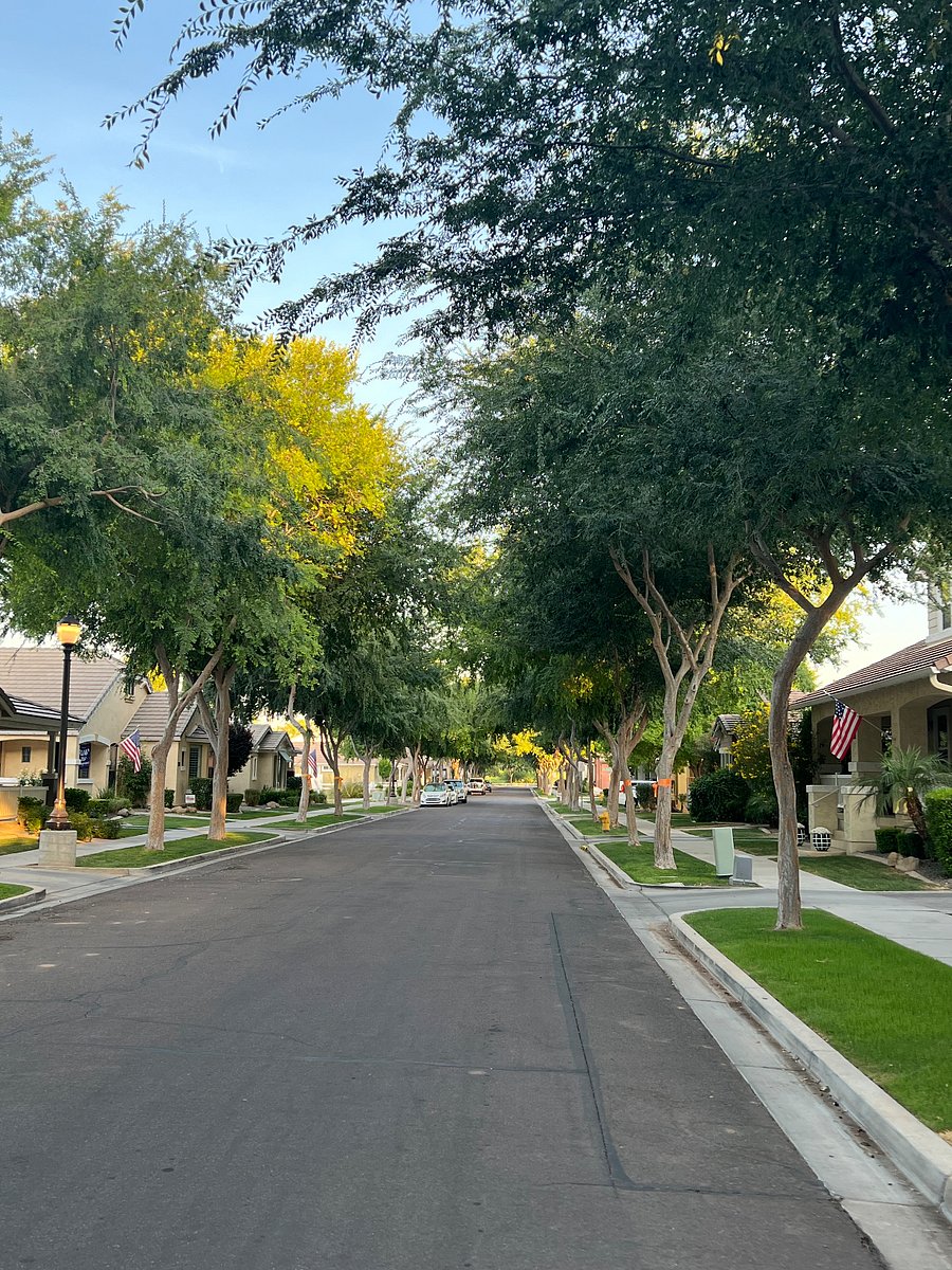 Beautiful tree canopied streets