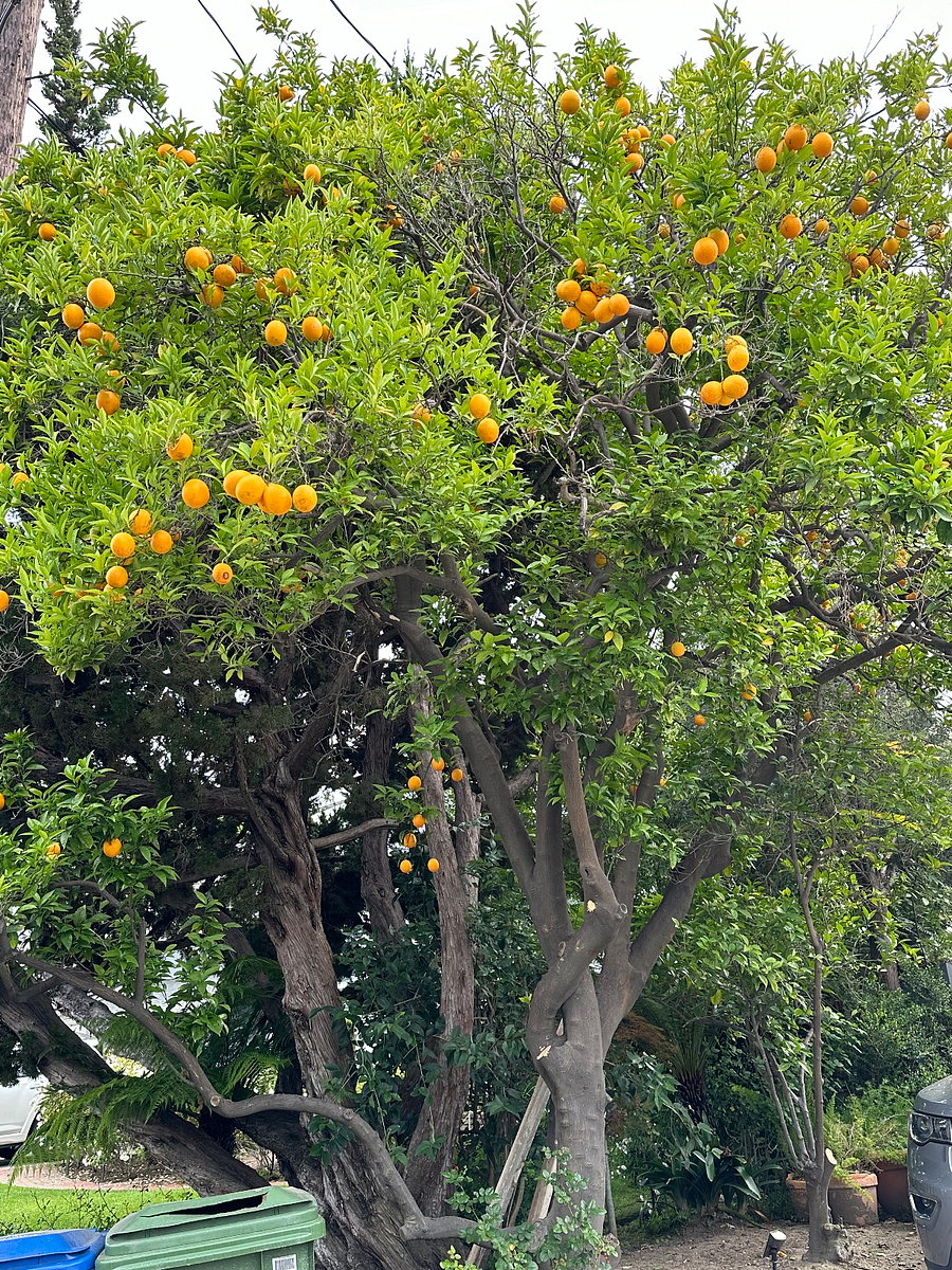 Orange trees outside your window smell great and offer fruit anytime.