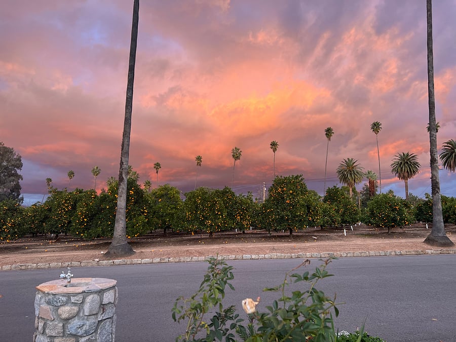Orange orchard across the street.