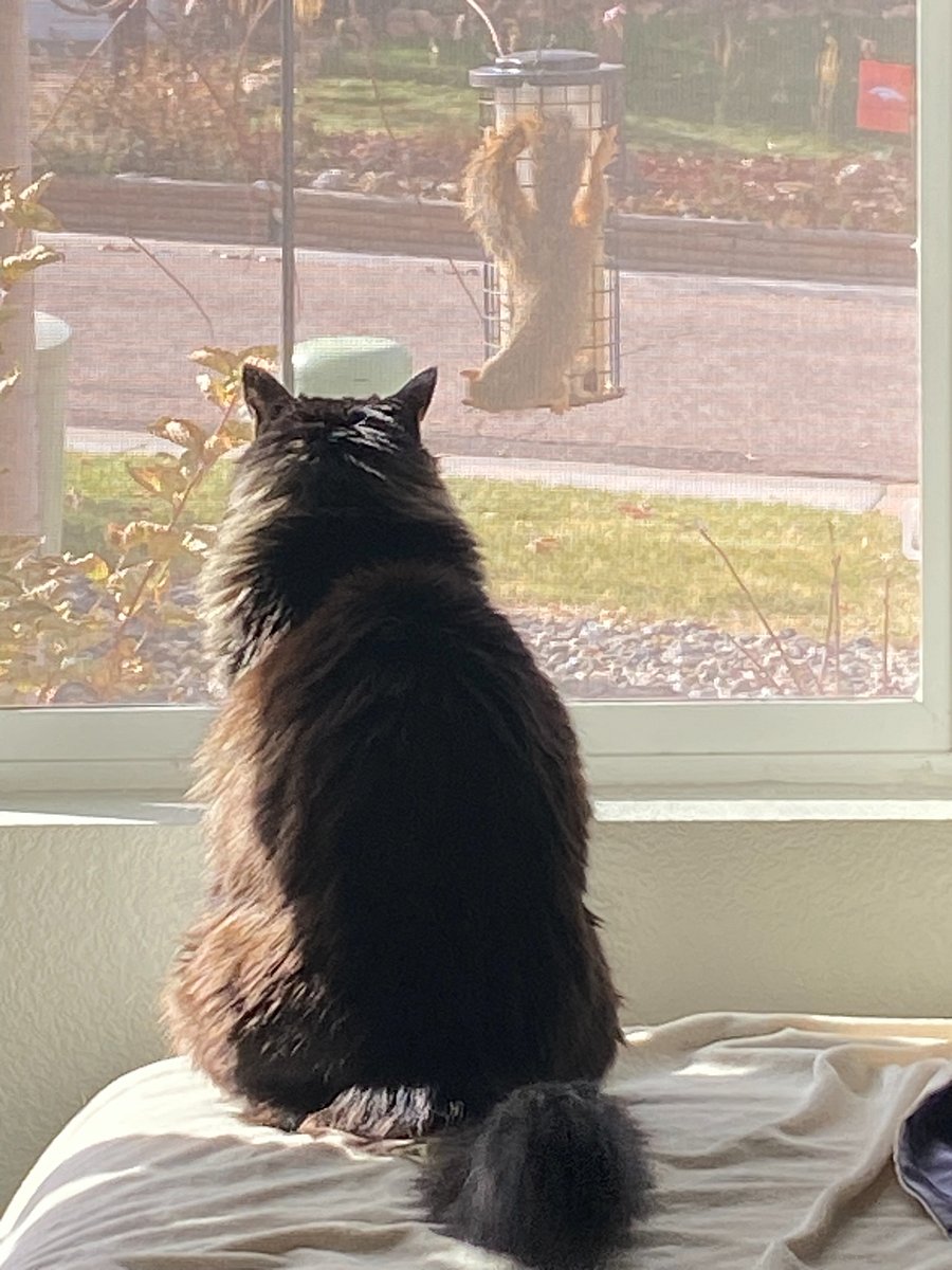 This is the house cat.  You can usually find him looking out the window waiting for his best friend the squirrel to come visit.