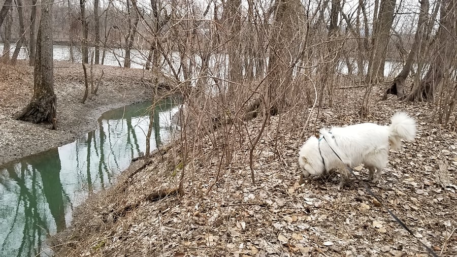 Our stream going into CT River