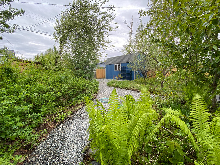 The back yard - gravel trails, a ton of perennials, wild rose bushes, and a view of the shed in the back yard