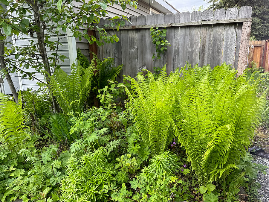 Gorgeous ferns, peonies, and other perennials