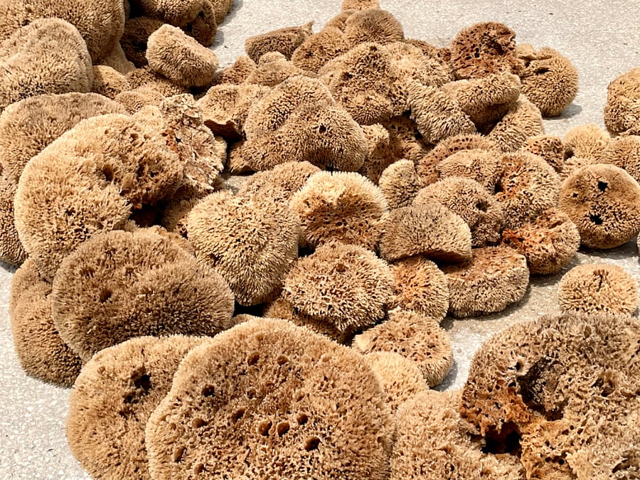 Sponge Docks 